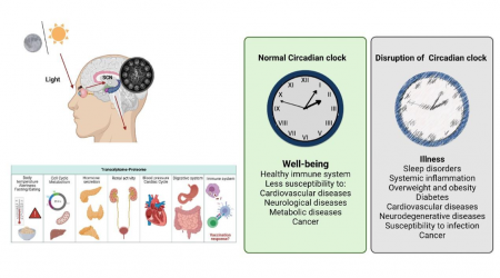 Circadian cycles in health